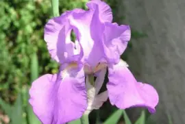 iris