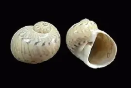 Naticarius canrena jigsaw puzzle