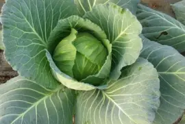 Imagem jigsaw puzzle