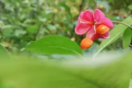 Imagem jigsaw puzzle