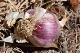 Imagem jigsaw puzzle