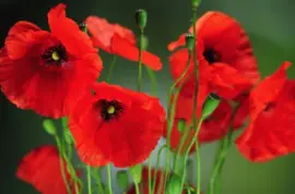 coquelicot