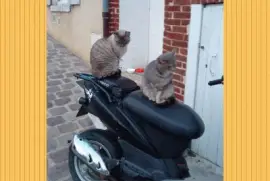 Chat alors ! jigsaw puzzle