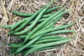 פאזל של natural