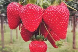 פאזל של frutas