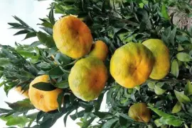 פאזל של frutas