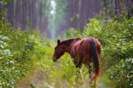 Abacu barb jigsaw puzzle