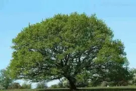 Imagem jigsaw puzzle