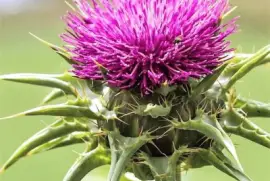 flores jigsaw puzzle