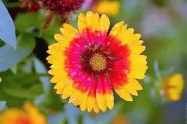 flores jigsaw puzzle