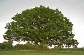 Imagem jigsaw puzzle