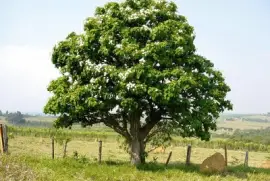 Imagem jigsaw puzzle