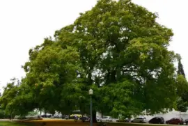 Imagem jigsaw puzzle