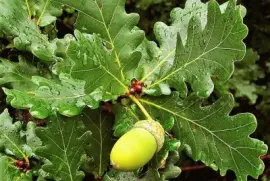 Imagem jigsaw puzzle