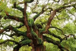 Imagem jigsaw puzzle