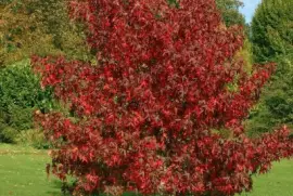 Imagem jigsaw puzzle