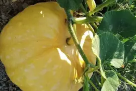 natural jigsaw puzzle