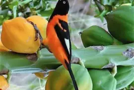 natural jigsaw puzzle