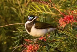 Imagem jigsaw puzzle