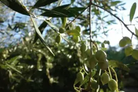 Imagem jigsaw puzzle