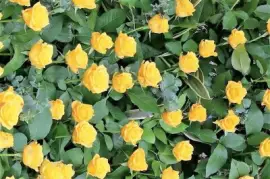 flores jigsaw puzzle