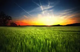 natural jigsaw puzzle