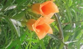 flores jigsaw puzzle