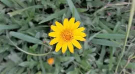 flores jigsaw puzzle