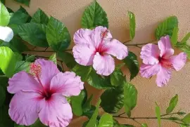 flores jigsaw puzzle