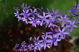 flores jigsaw puzzle