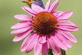 natural jigsaw puzzle