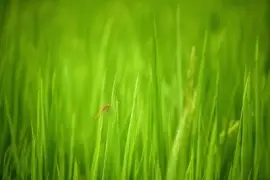 Imagem jigsaw puzzle