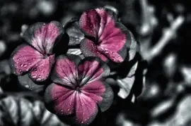 Imagem jigsaw puzzle