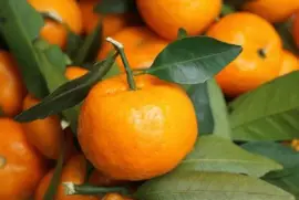 Imagem jigsaw puzzle