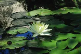 Imagem jigsaw puzzle