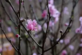 Imagem jigsaw puzzle