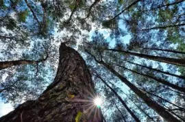 Imagem jigsaw puzzle