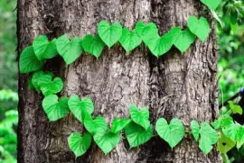 Imagem jigsaw puzzle