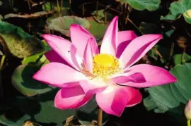 Imagem jigsaw puzzle