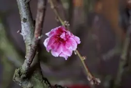 Imagem jigsaw puzzle