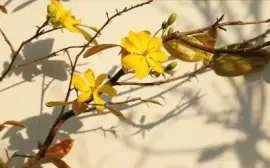 Imagem jigsaw puzzle