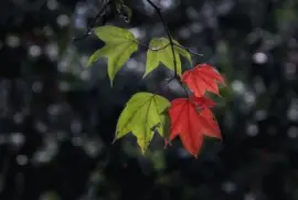 Imagem jigsaw puzzle