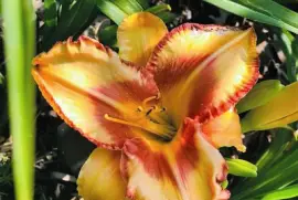 flores jigsaw puzzle