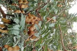 frutas jigsaw puzzle