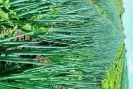 natural jigsaw puzzle