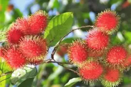 frutas jigsaw puzzle