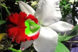 flores jigsaw puzzle