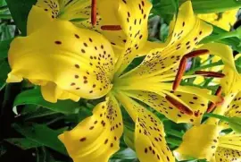 flores jigsaw puzzle