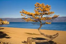 NATUREZA jigsaw puzzle