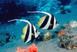 פאזל של Ocean Life